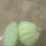 2025鲜莲蓬。联红荷花基地大量，红莲子草莲
