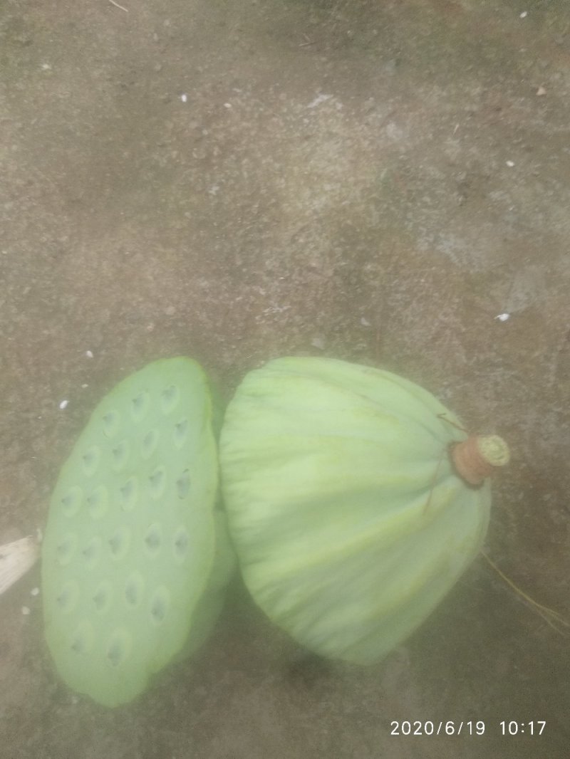 2025鲜莲蓬。联红荷花基地大量，红莲子草莲
