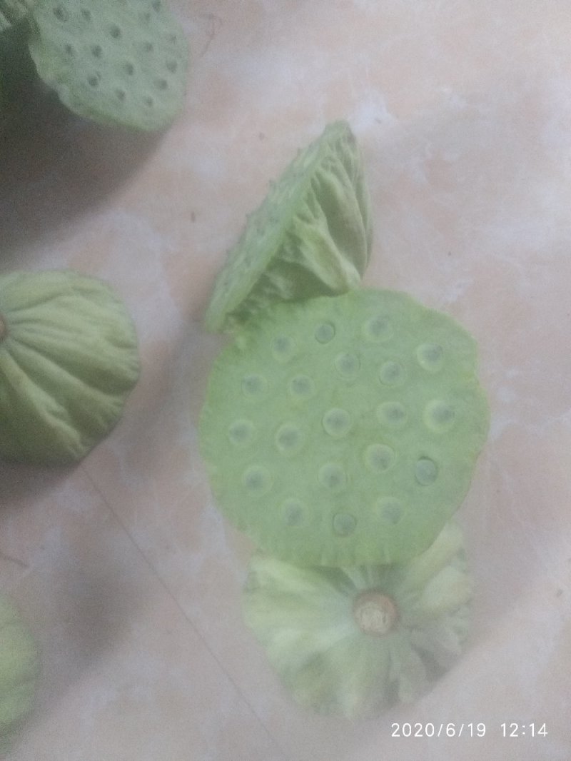 2025鲜莲蓬。联红荷花基地大量，红莲子草莲
