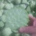 2025鲜莲蓬。联红荷花基地大量，红莲子草莲
