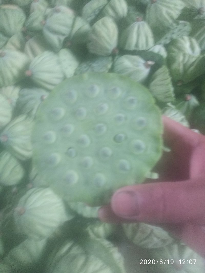 2025鲜莲蓬。联红荷花基地大量，红莲子草莲
