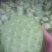 2025鲜莲蓬。联红荷花基地大量，红莲子草莲