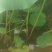 2025鲜莲蓬。联红荷花基地大量，红莲子草莲
