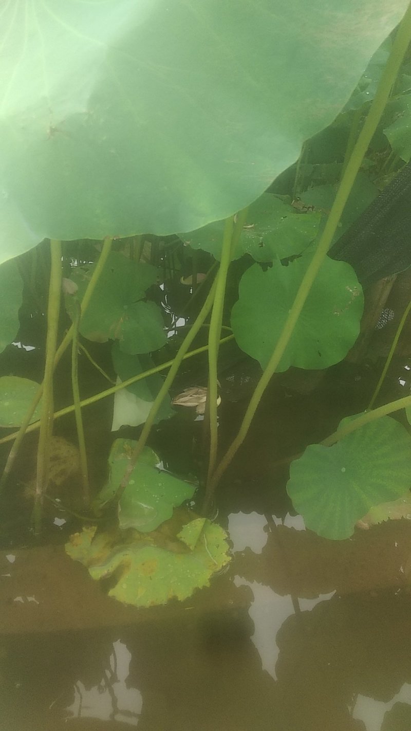 2025鲜莲蓬。联红荷花基地大量，红莲子草莲
