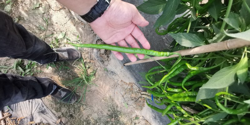 【金骄九号】薄皮精品线椒种子辣椒种子8号椒基地供货