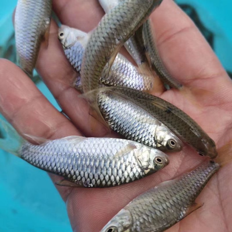 青竹鱼苗，青竹鲩鱼苗，青竹鲤鱼苗，红面青竹鱼苗