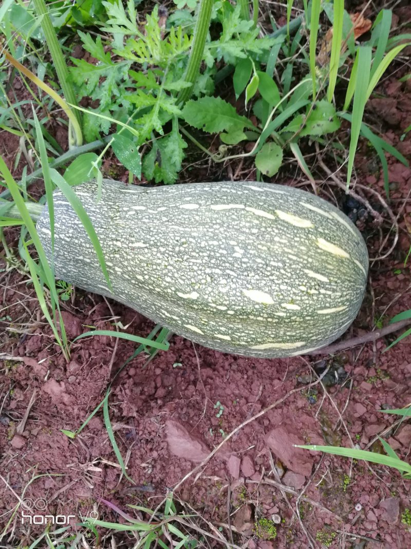 老南瓜