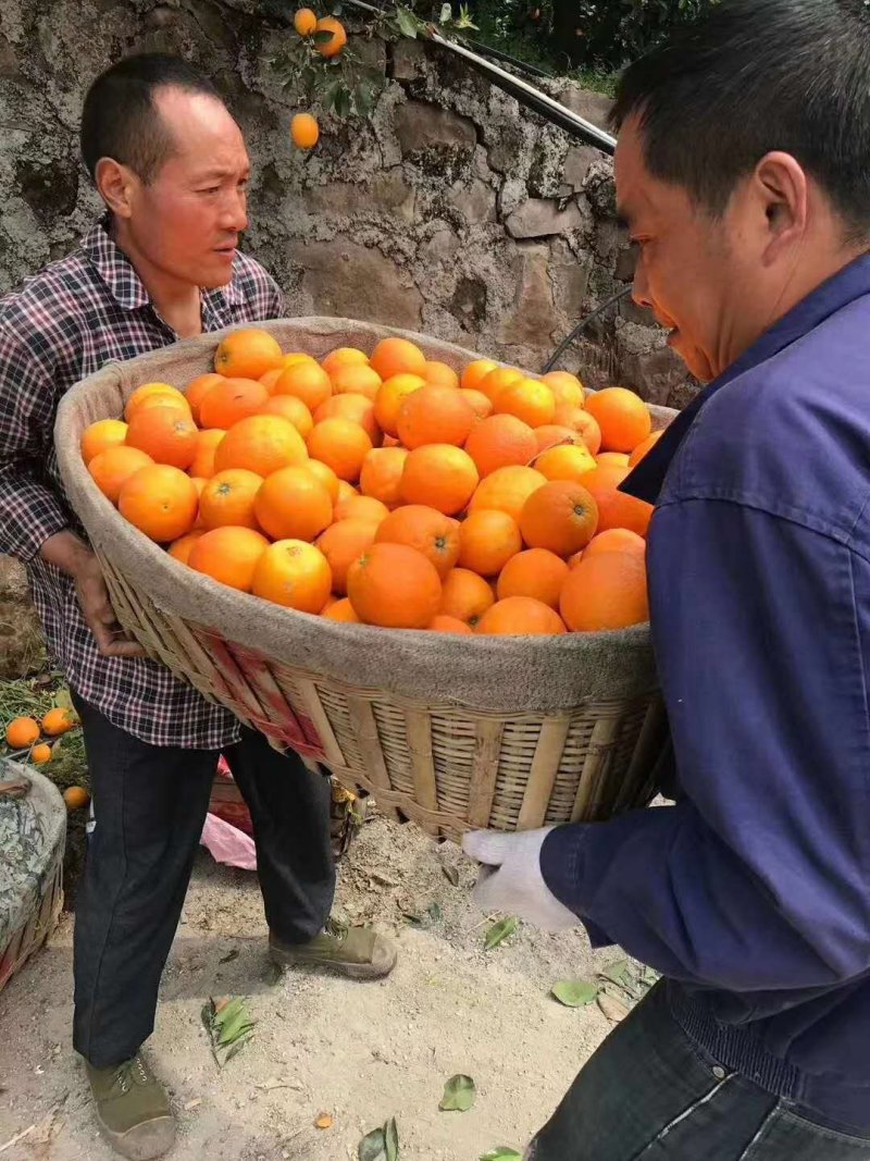 纽荷尔脐橙对接商超电商社团市场外贸