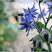 琉璃苣种子蓝色香草花卉花籽蜜可食用星星草花海专用草花种子