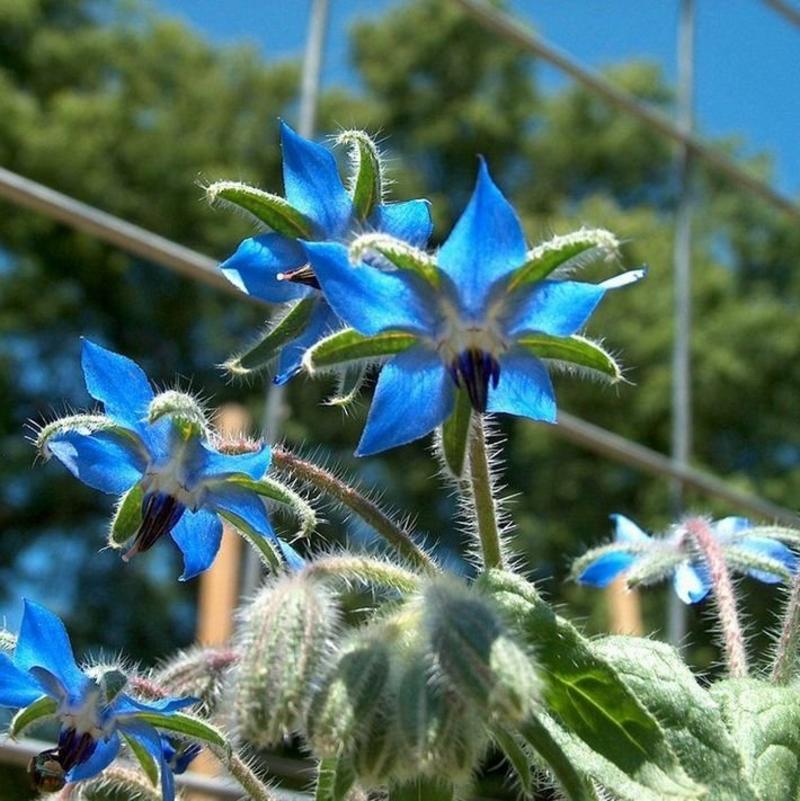 琉璃苣种子蓝色香草花卉花籽蜜可食用星星草花海专用草花种子