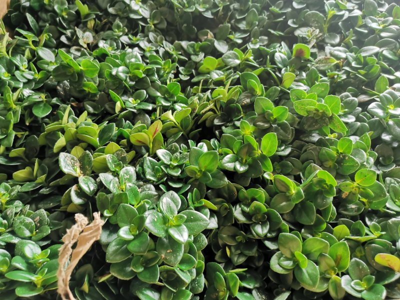 金鱼吊兰盆栽花卉绿植室内阳台客厅吸甲醛净化空气桌摆四季