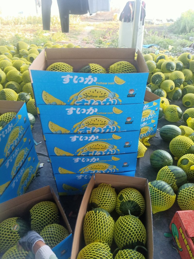 江苏优质特小凤瓜形好甜度高耐运输货量大大产区全国接单提供包装