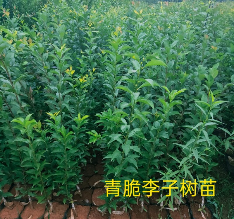 凤凰李子树苗、蜂糖李子树苗、青脆李子树苗、一首好货源、