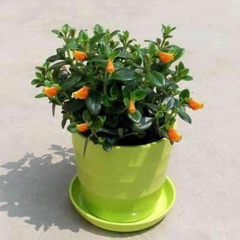 金鱼吊兰盆栽花卉绿植室内阳台客厅吸甲醛净化空气桌摆四季