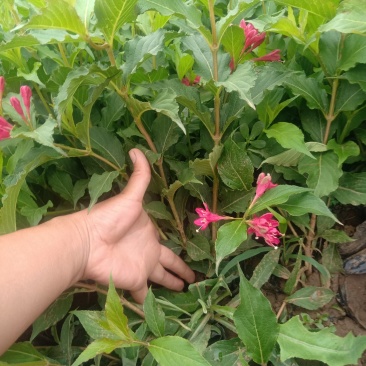 山东红王子锦带，基地直销，质量保证，各种规格的都有