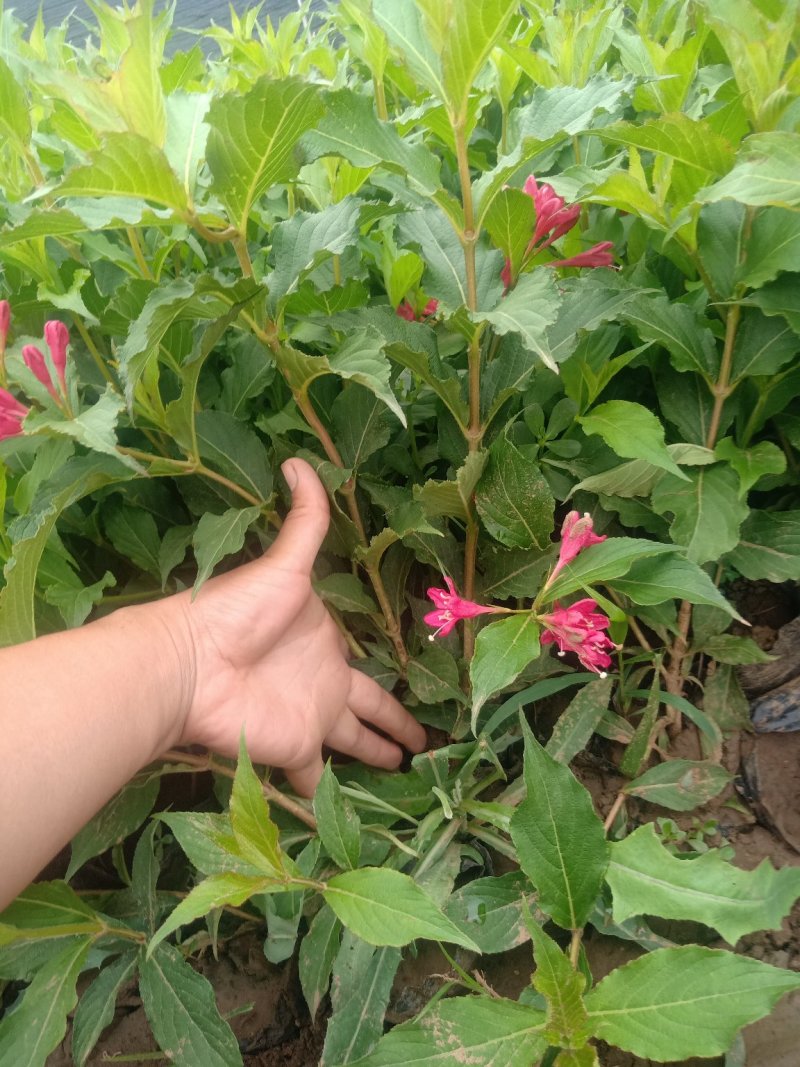 山东红王子锦带，基地直销，质量保证，各种规格的都有