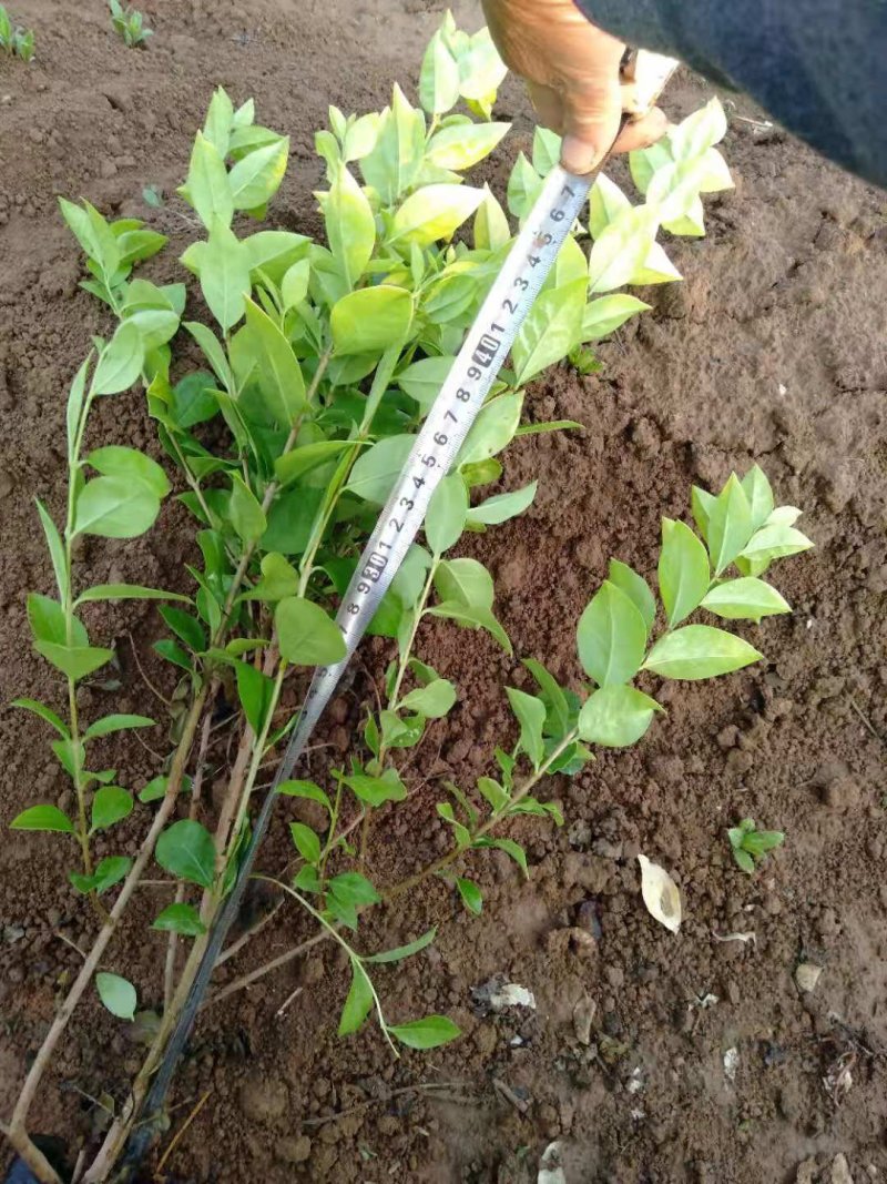 山东红王子锦带，基地直销，质量保证，各种规格的都有