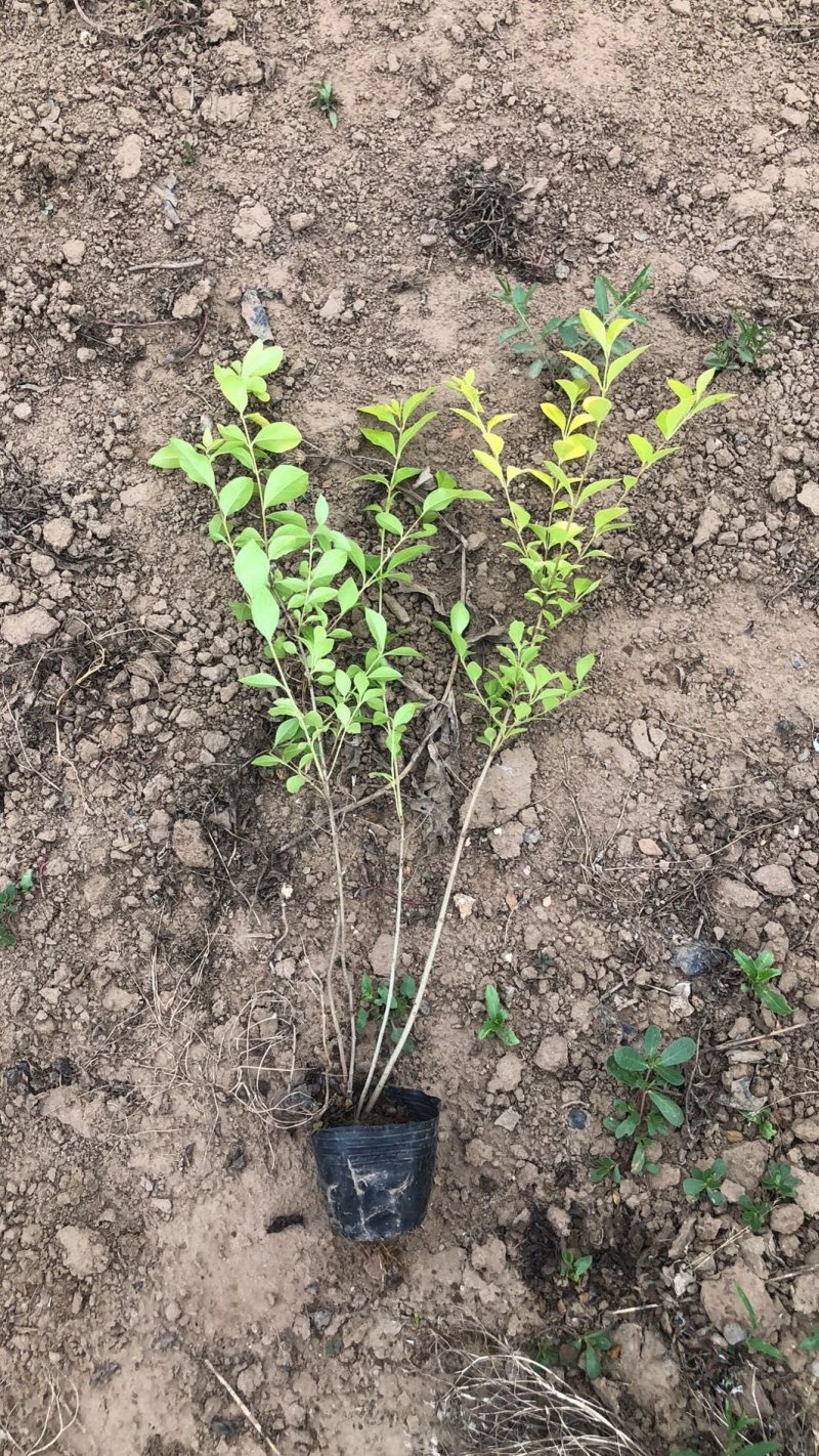 山东红王子锦带，基地直销，质量保证，各种规格的都有