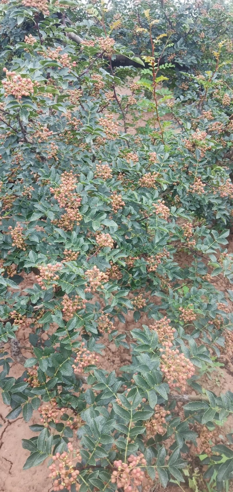 青花椒