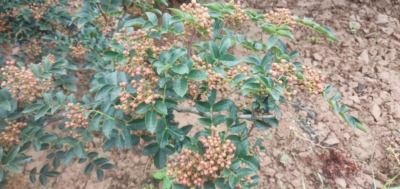 青花椒