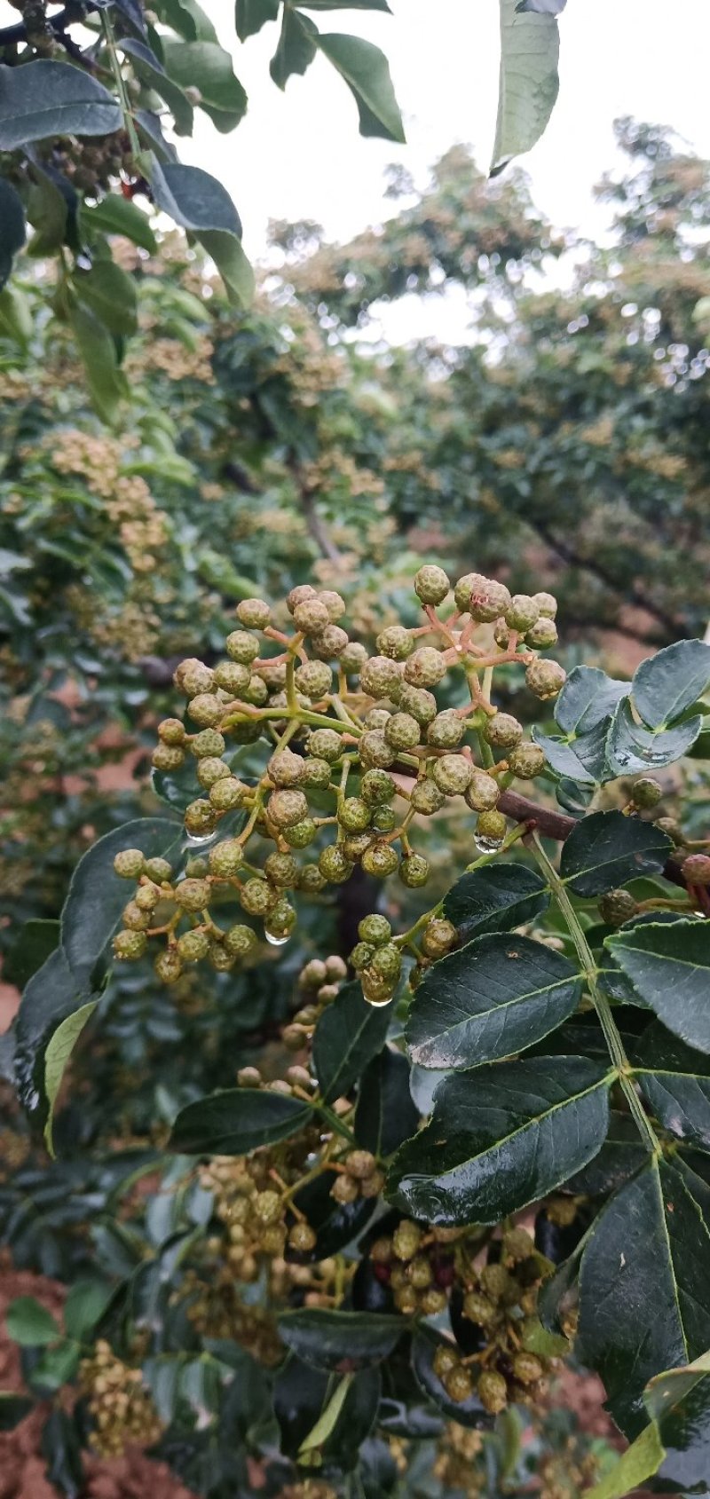 青花椒