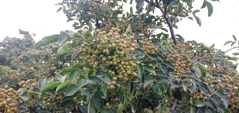 青花椒
