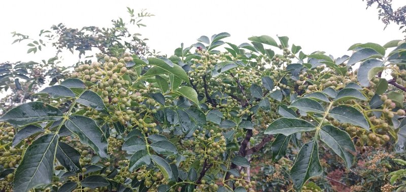 青花椒