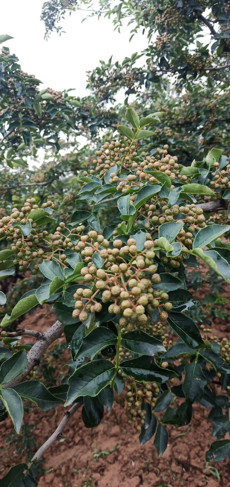 青花椒