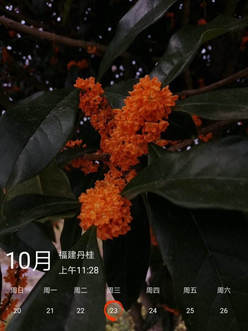 桂花树丹桂八月桂金桂四季桂血桂