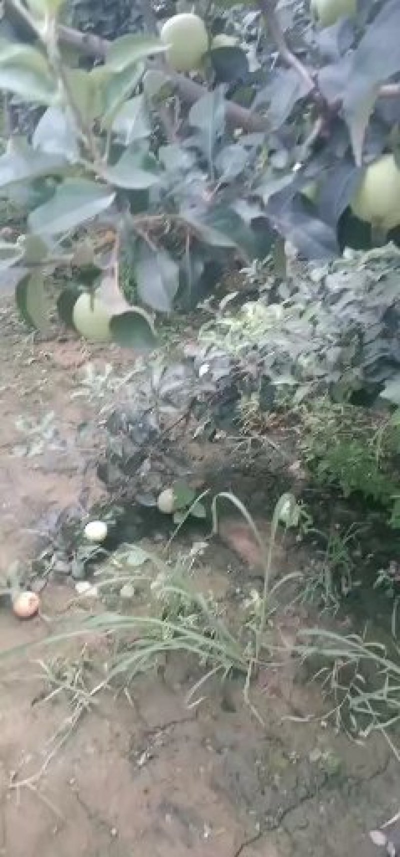 山西永济蒲州青苹果美红苹果