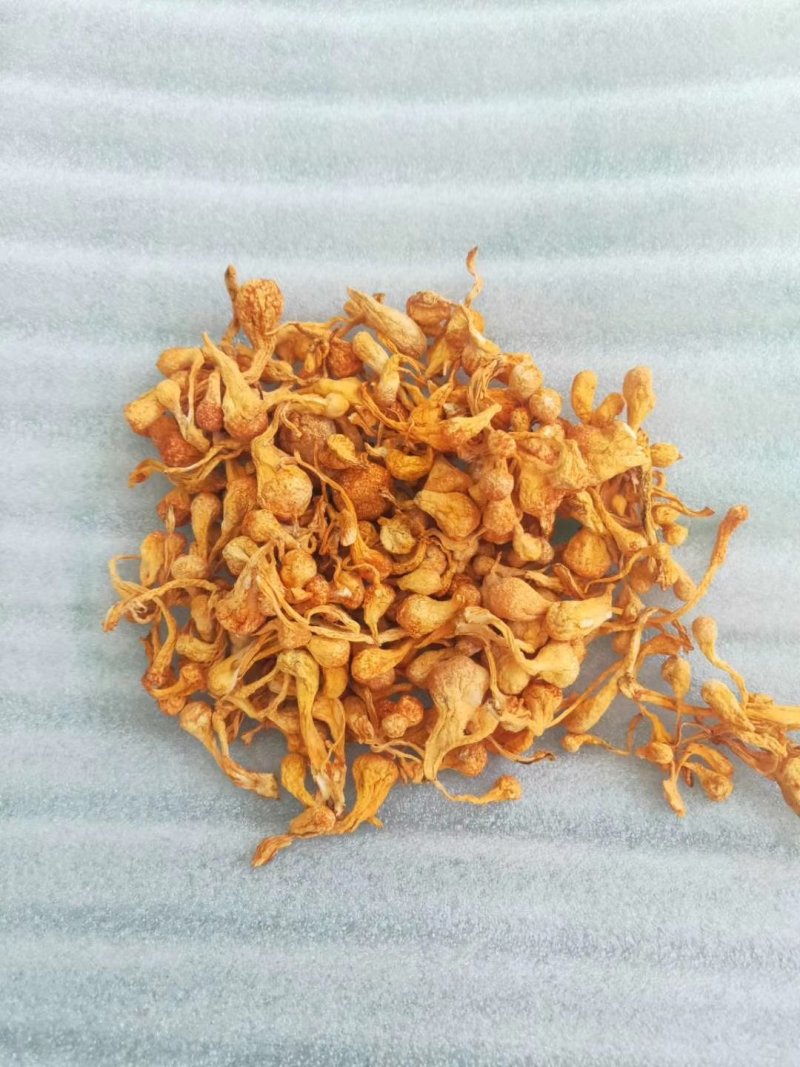 孢子头金虫草排草包邮支持代发量大从优
