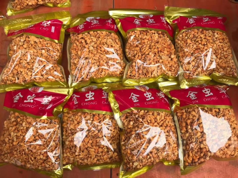 孢子头金虫草排草包邮支持代发量大从优