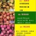 荔枝糯米糍