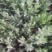 山东百日草，基地直销，量大，质量保证，可实地考试