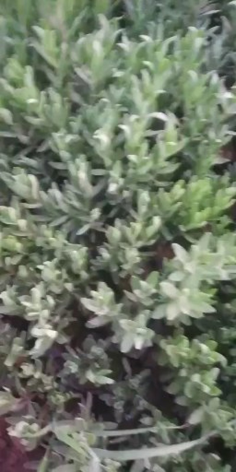 山东百日草，基地直销，量大，质量保证，可实地考试