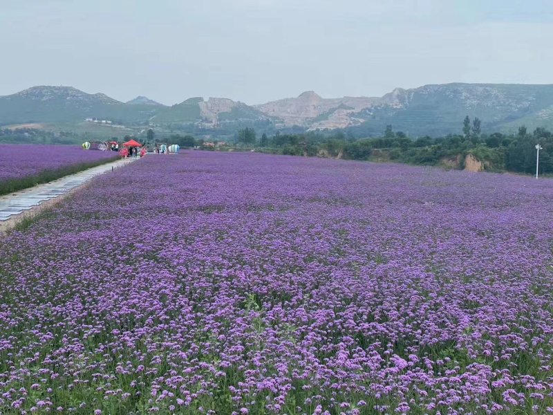 山东百日草，基地直销，量大，质量保证，可实地考试