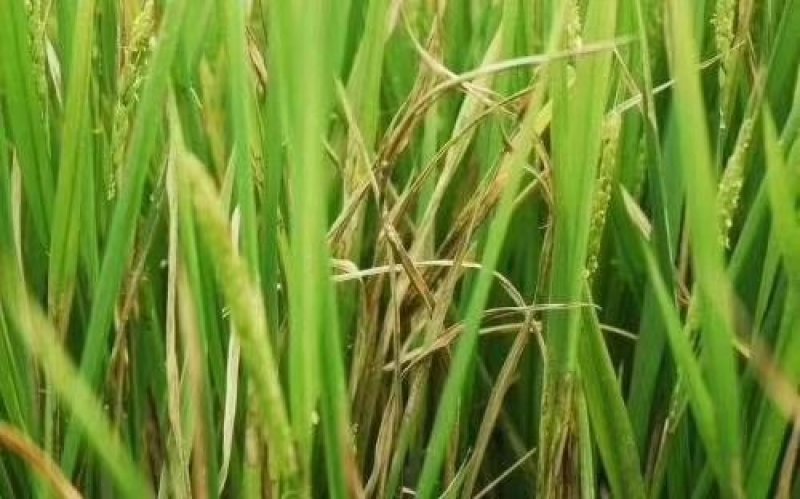 27%噻呋戊唑醇白绢病稻瘟病菌核病