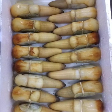象拔蚌，大量现货酒楼刺身蚌，