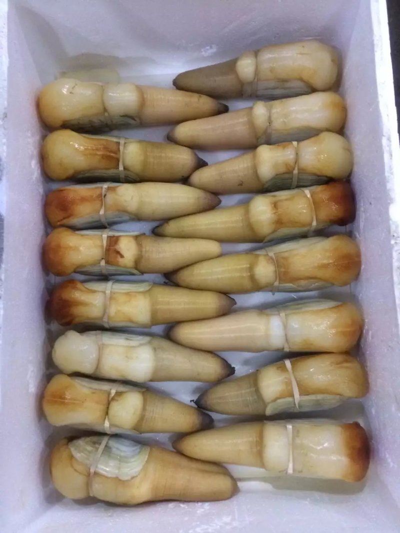 象拔蚌，大量现货酒楼刺身蚌，