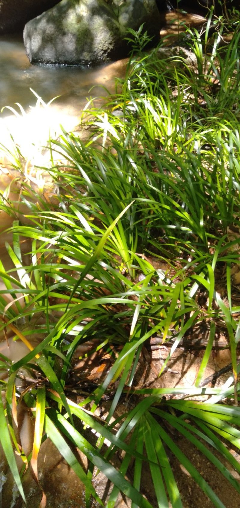 石菖蒲