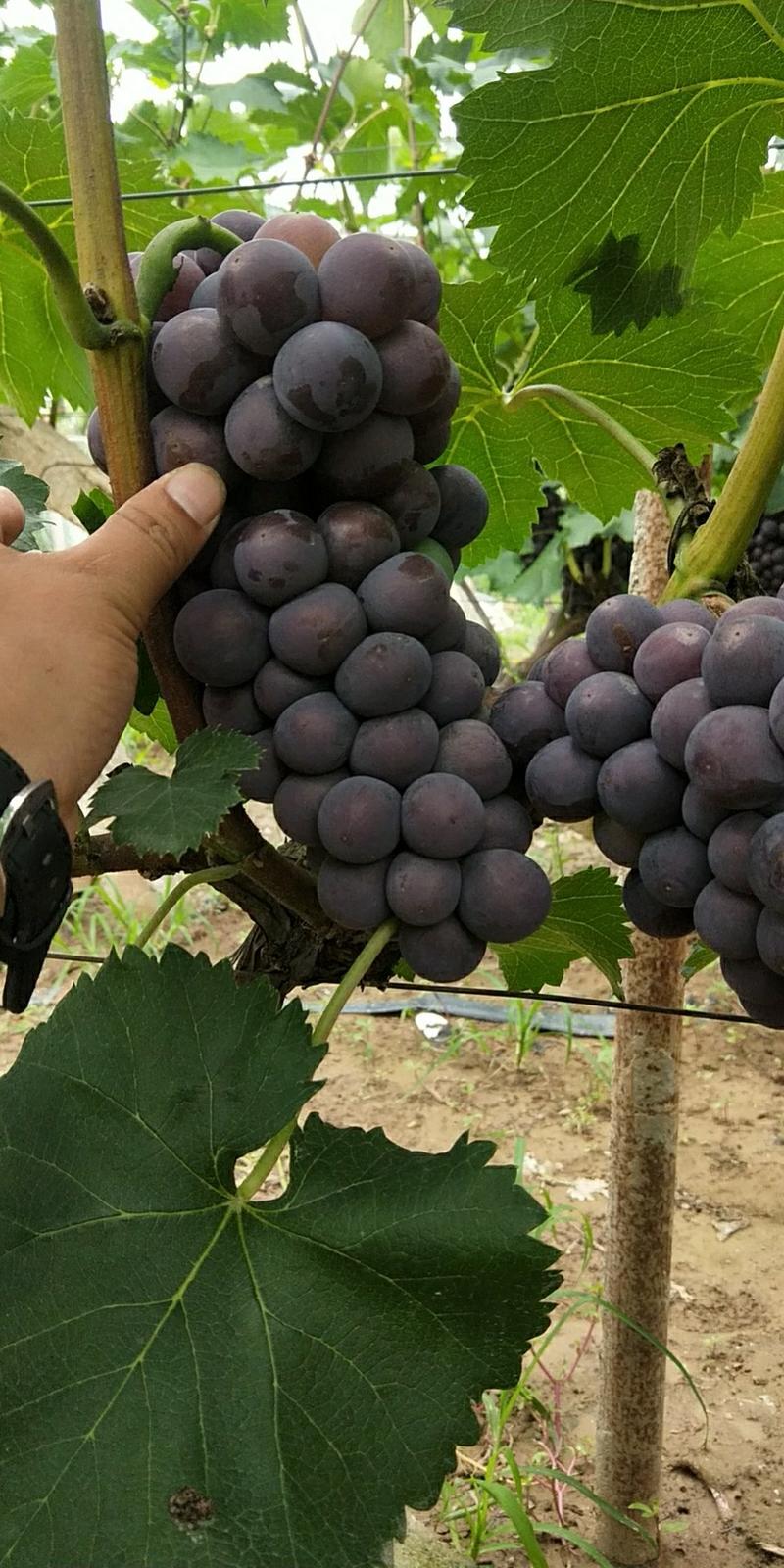 陕西西安惊亚葡萄大量成熟，欢迎前来选购