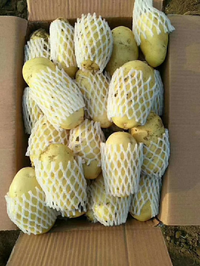 【牛商推荐】滕州冷库土豆箱装，袋装规格齐全可对接商超质优