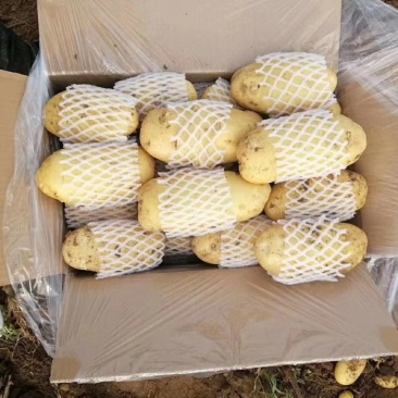 【牛商推荐】滕州冷库土豆箱装，袋装规格齐全可对接商超质优