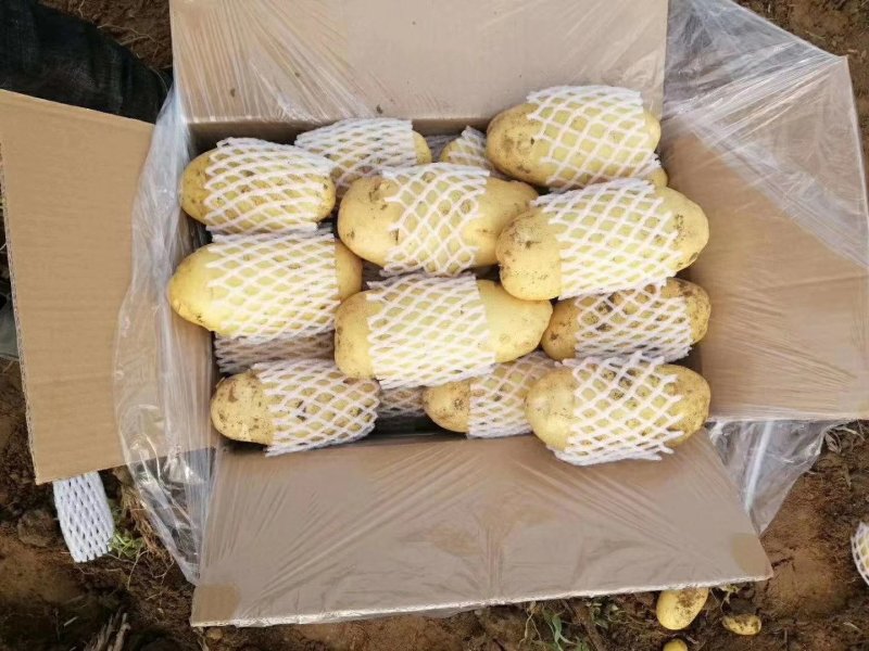【牛商推荐】滕州冷库土豆箱装，袋装规格齐全可对接商超质优