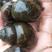中华园田螺，厚壳，商品螺，螺崽，田螺种，钓鱼螺，田螺养殖