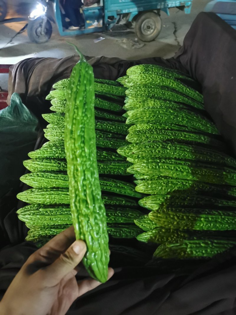 精品苦瓜大量上市，支持线上交易保证质量