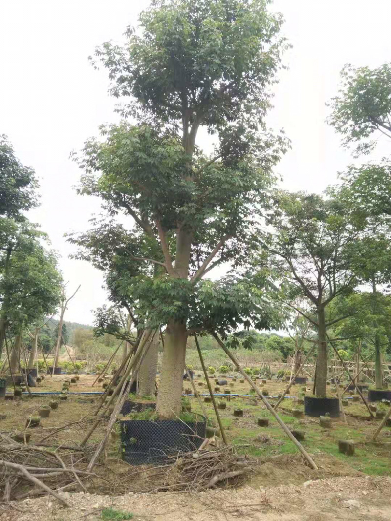 美丽异木棉