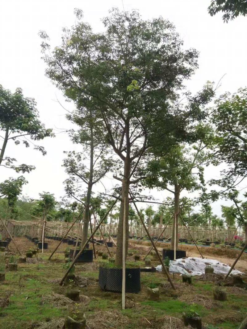 美丽异木棉