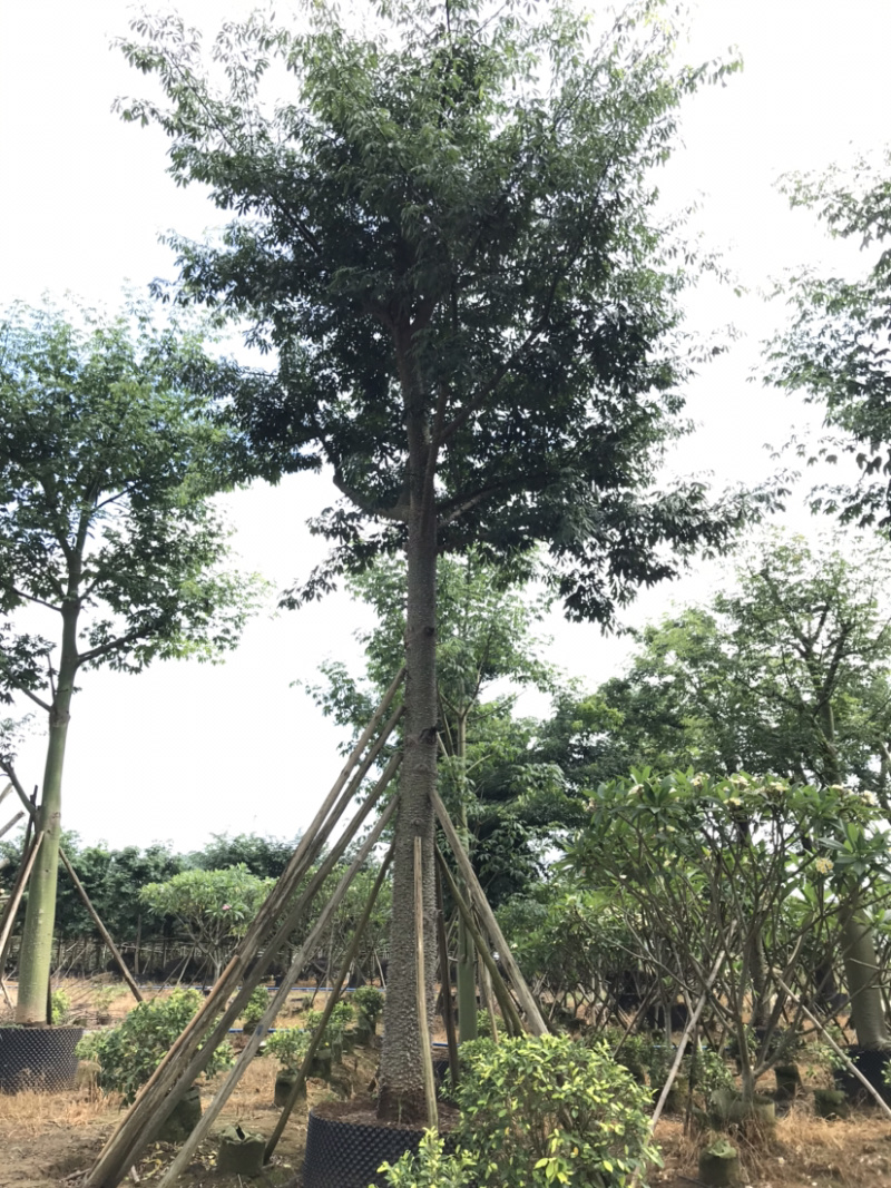 美丽异木棉