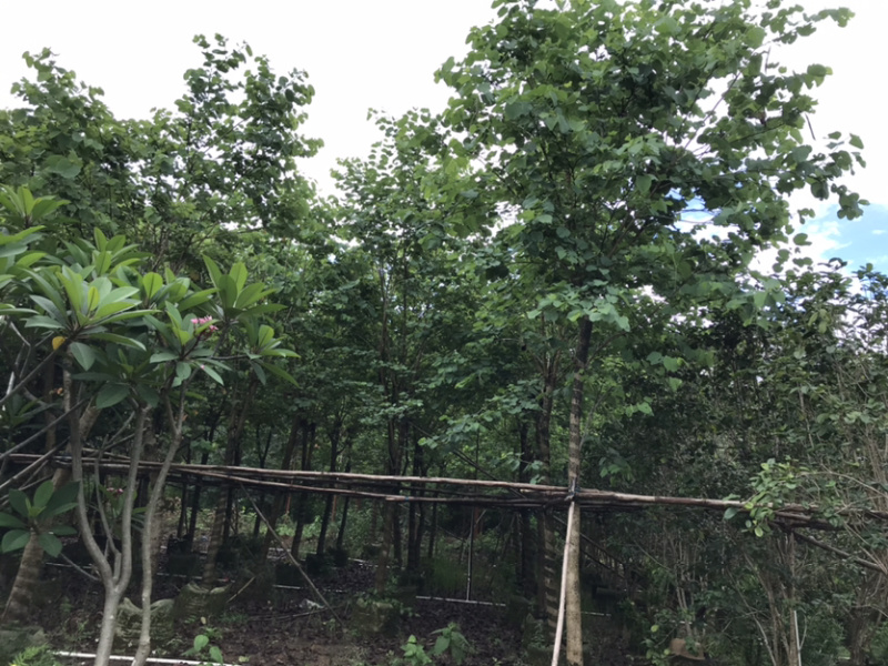 宫粉紫荆
